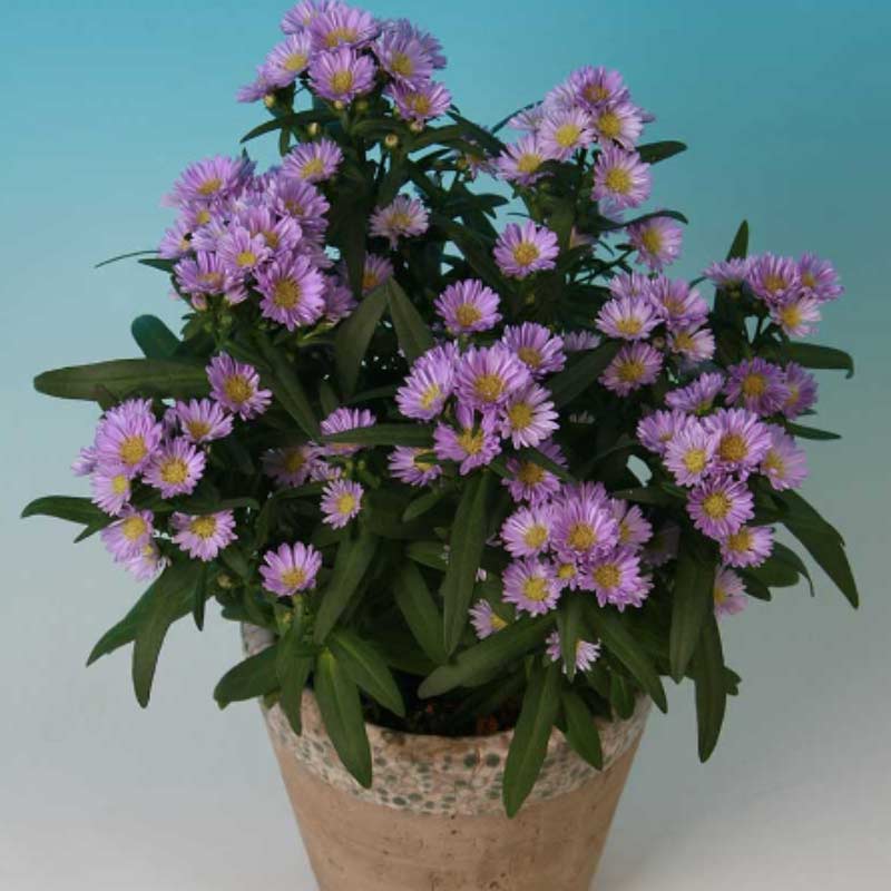 asters 15 Plants to Plant in Autumn & Winter