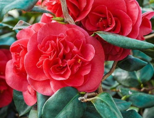 15 Plants to Plant in Autumn & Winter