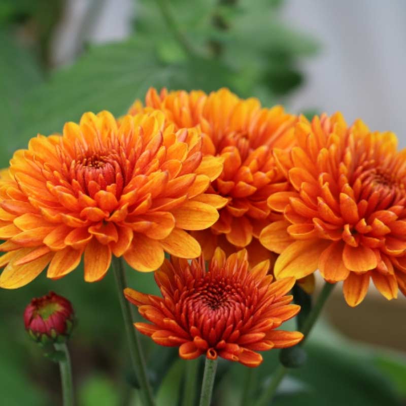 chrysanthemus 15 Plants to Plant in Autumn & Winter