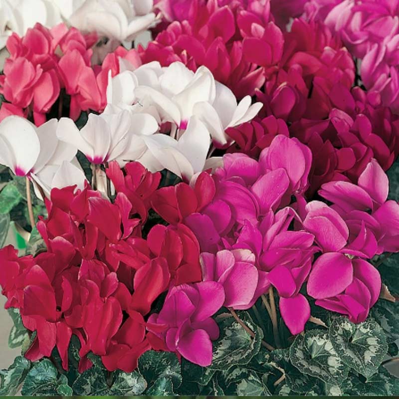cyclamen 15 Plants to Plant in Autumn & Winter