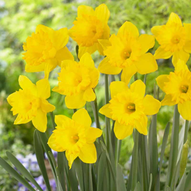 daffodils Spring Bulbs