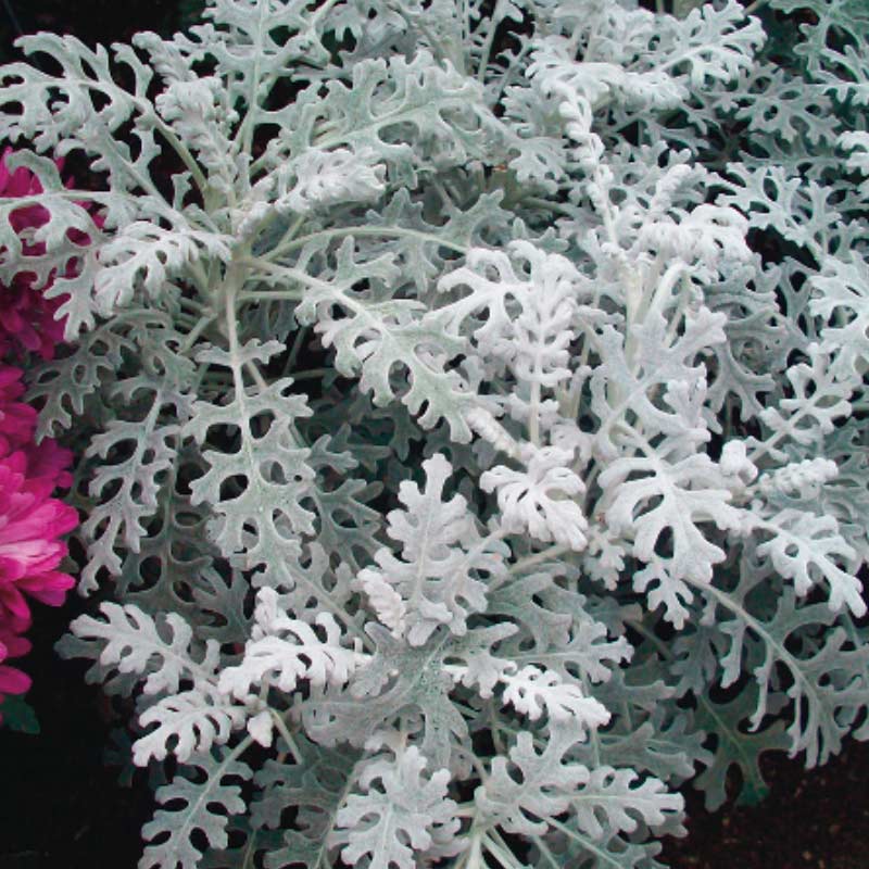 dusty-miller 15 Plants to Plant in Autumn & Winter