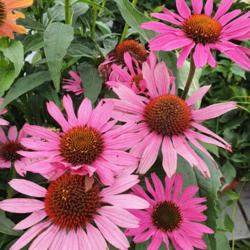 echinacea 15 Plants to Plant in Autumn & Winter