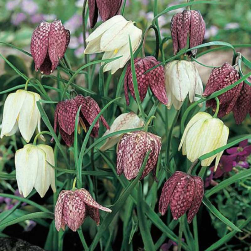 fritillaria Spring Bulbs