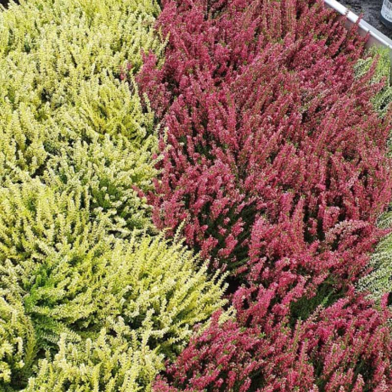 heather 15 Plants to Plant in Autumn & Winter