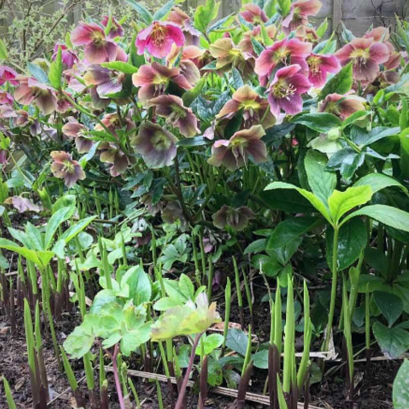 helleboresniger- 15 Plants to Plant in Autumn & Winter