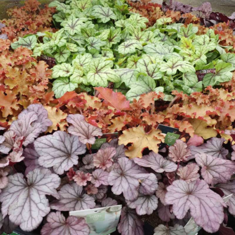 heucheras 15 Plants to Plant in Autumn & Winter