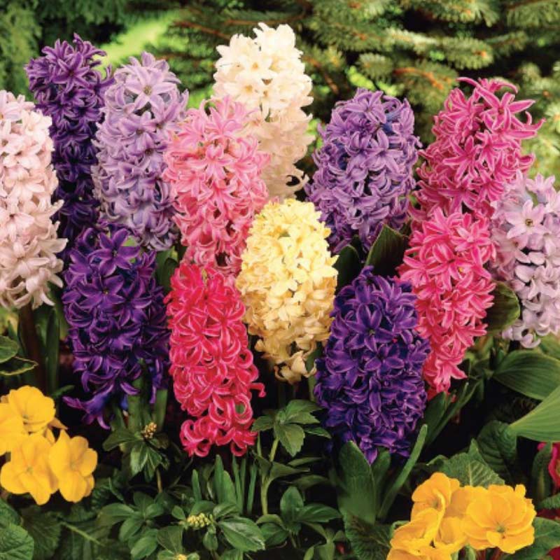 hyacinths-2 Spring Bulbs