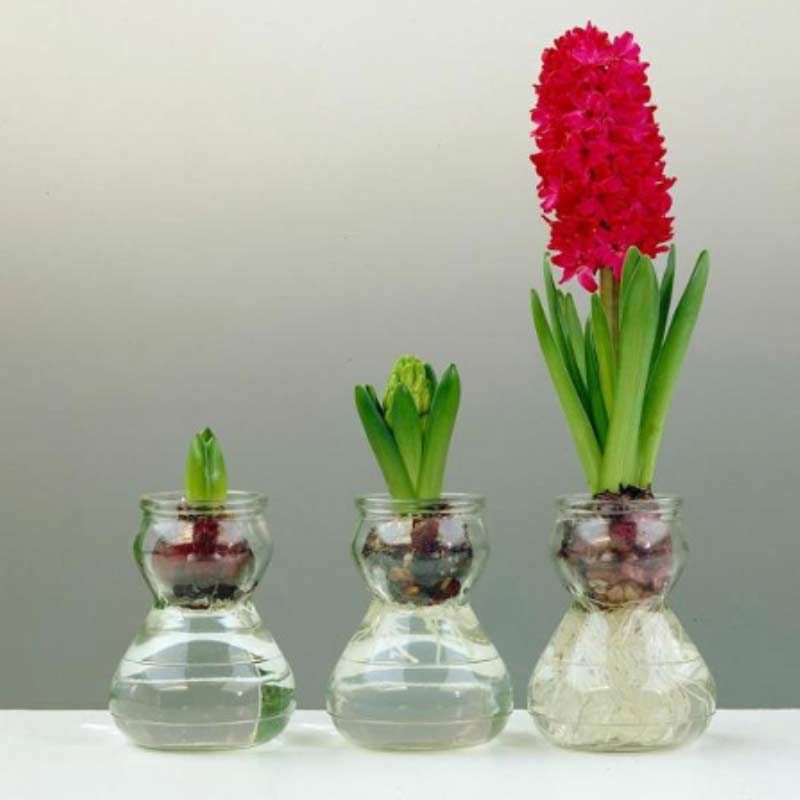 hyacinths Spring Bulbs
