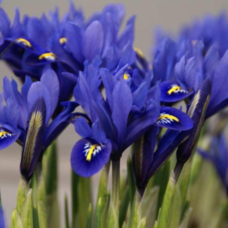 iris Spring Bulbs