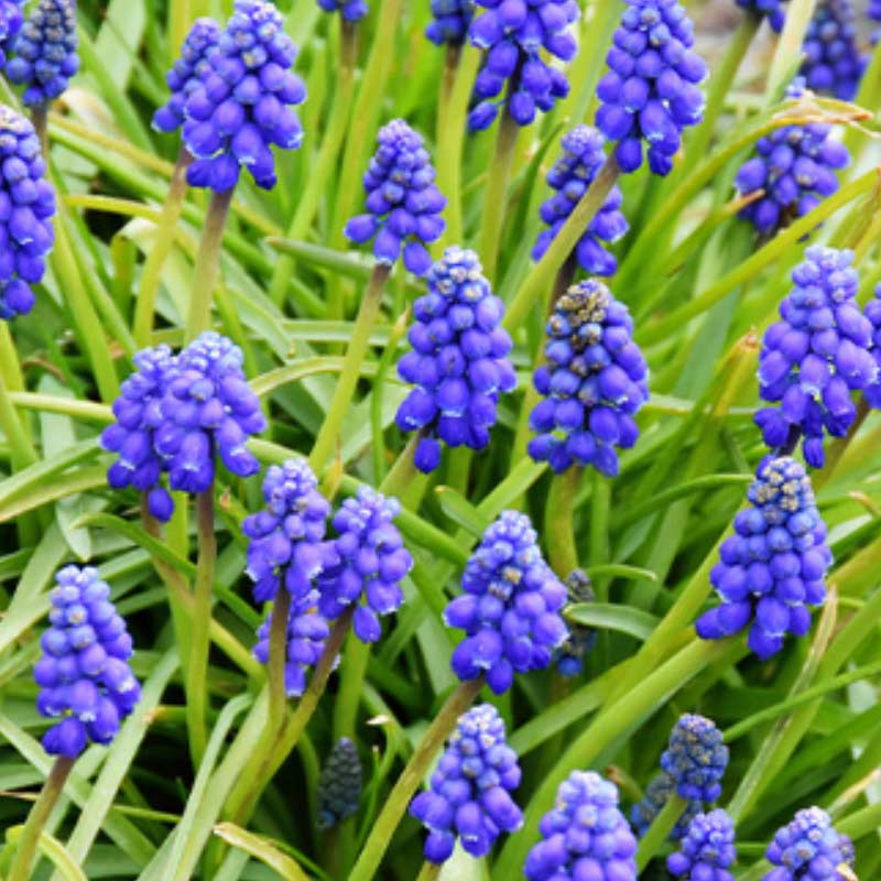 muscari-armeniacum Spring Bulbs
