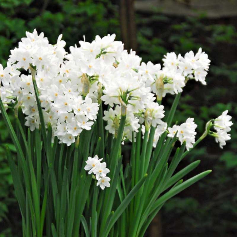narcissus Spring Bulbs