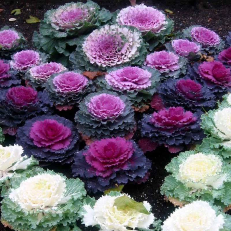 o-cabbage 15 Plants to Plant in Autumn & Winter
