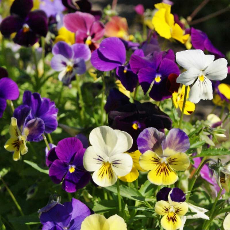 pansies 15 Plants to Plant in Autumn & Winter