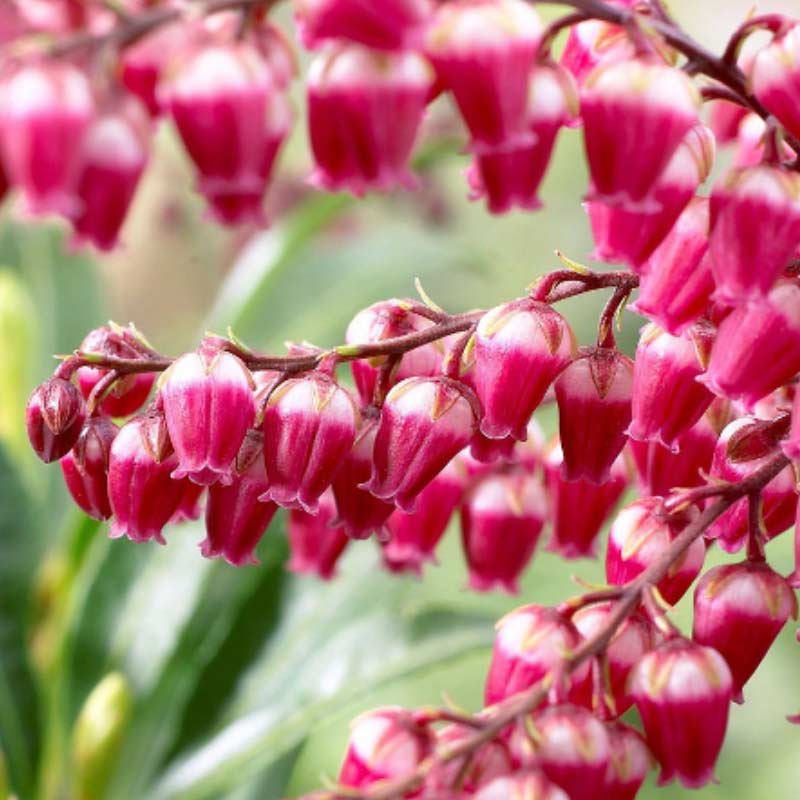pieris-j-2 15 Plants to Plant in Autumn & Winter