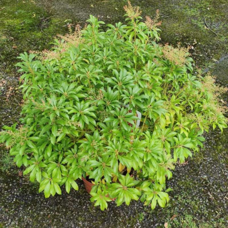pieris-j 15 Plants to Plant in Autumn & Winter