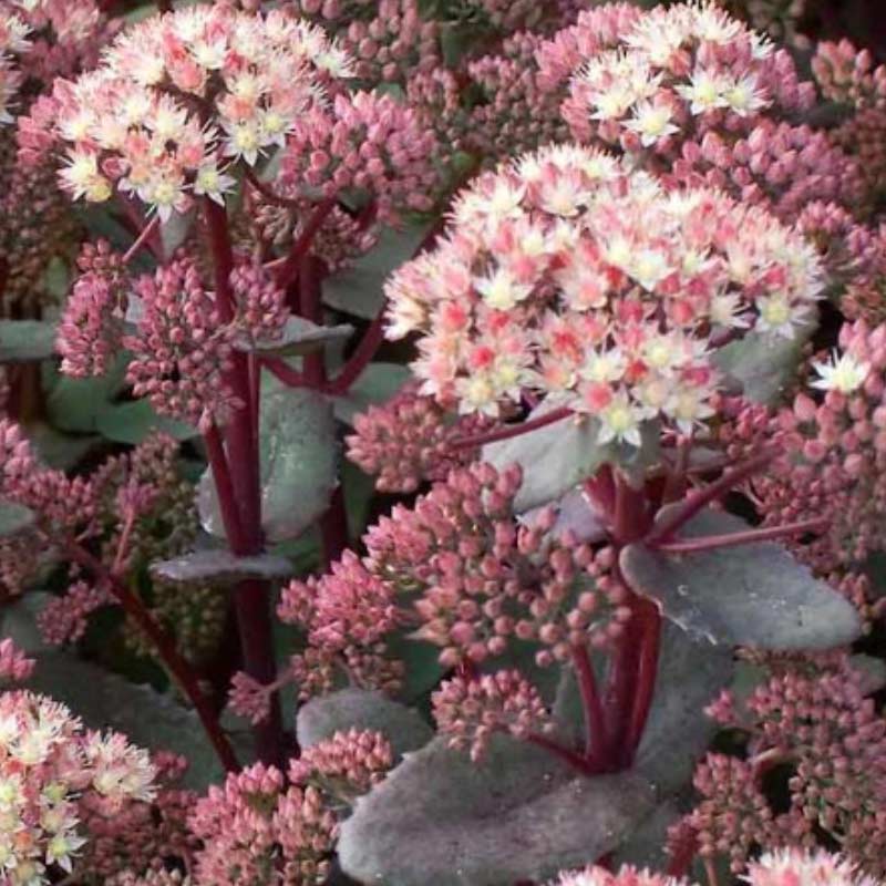 sedum-2 15 Plants to Plant in Autumn & Winter