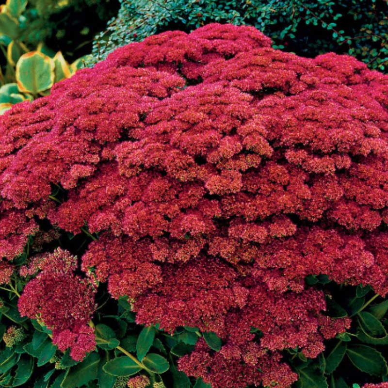 sedum 15 Plants to Plant in Autumn & Winter