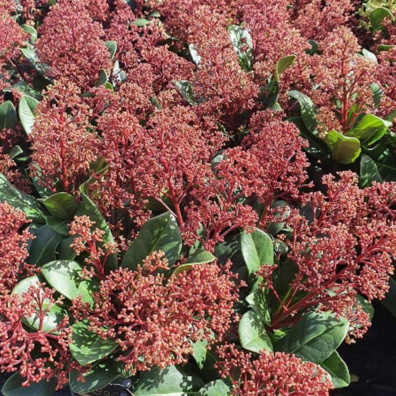 skimmia-2 15 Plants to Plant in Autumn & Winter