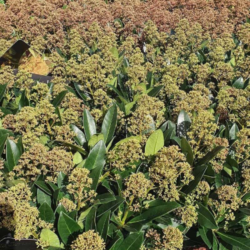 skimmia 15 Plants to Plant in Autumn & Winter