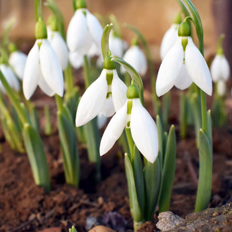snowdrops Spring Bulbs