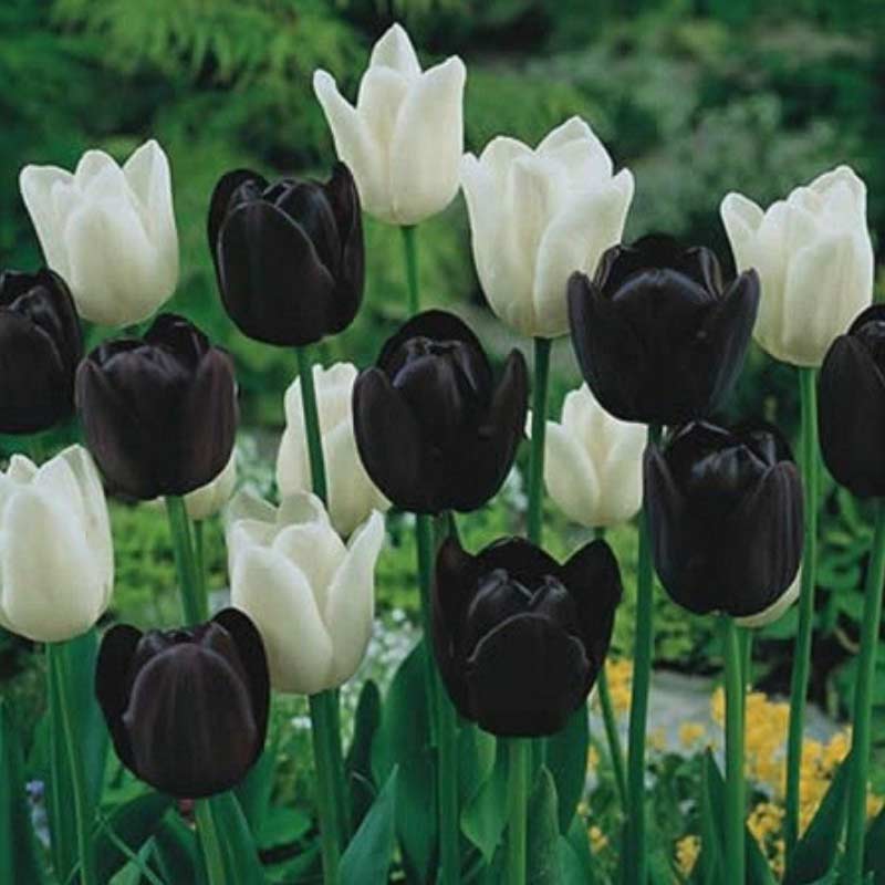 tulips-2 Spring Bulbs