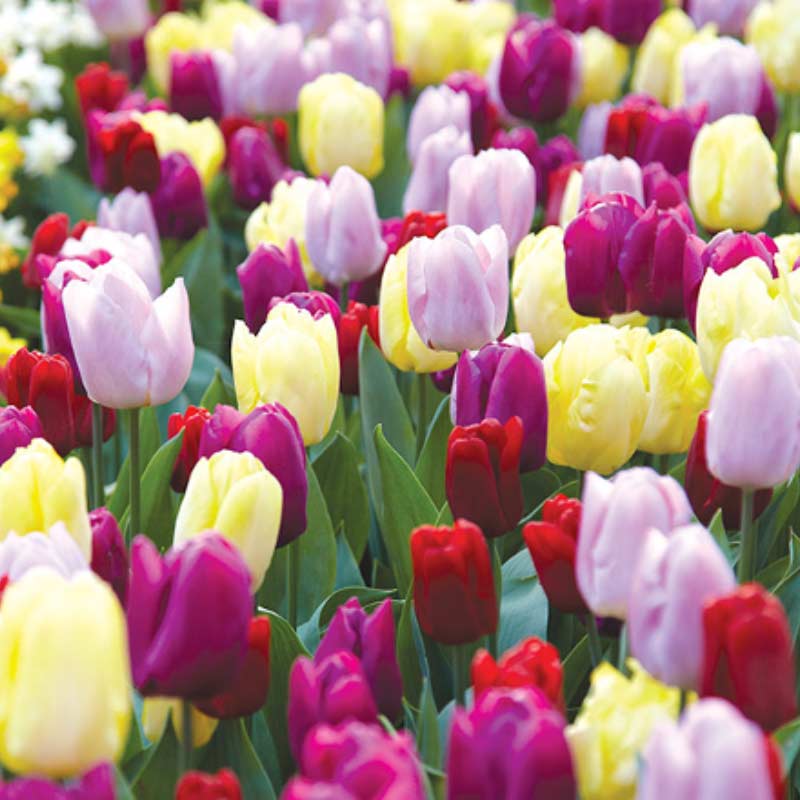tulips Spring Bulbs