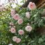 climb rose