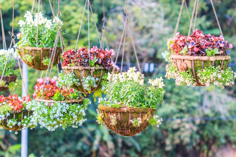 shutterstock_293713142Optimized 2 x 14" Hanging Basket